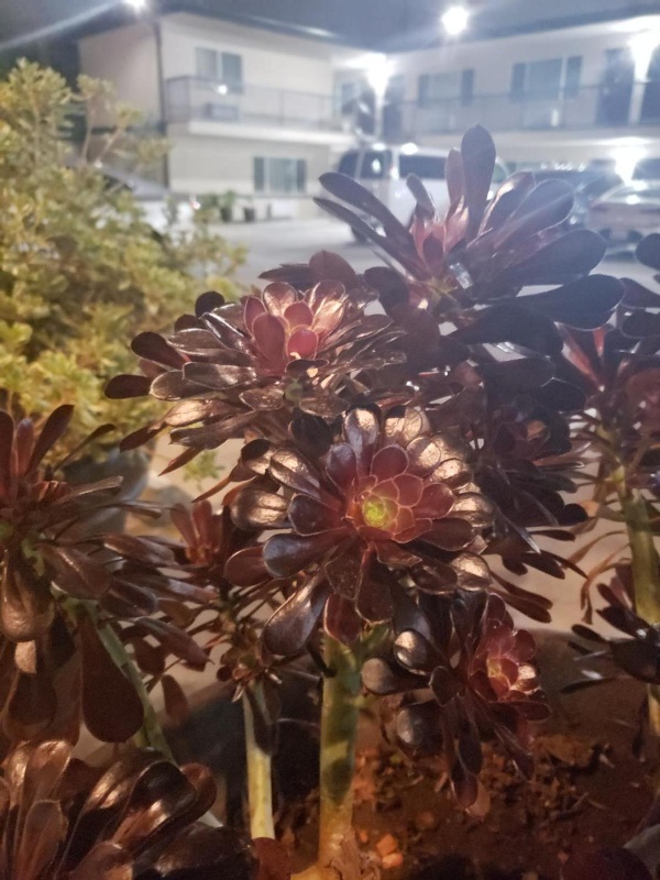 Portofino Inn Burbank Main image